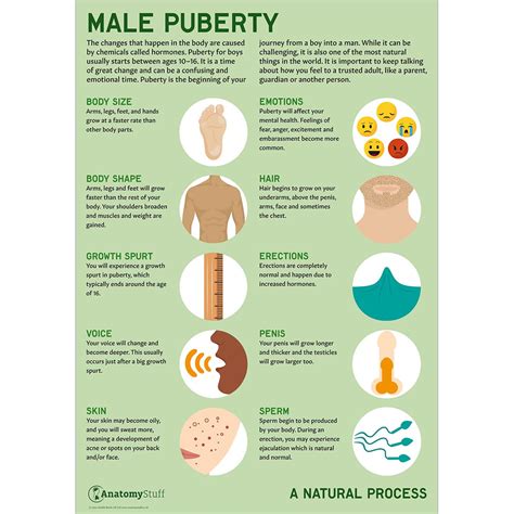 Male Puberty Poster Pshe School Education Chart