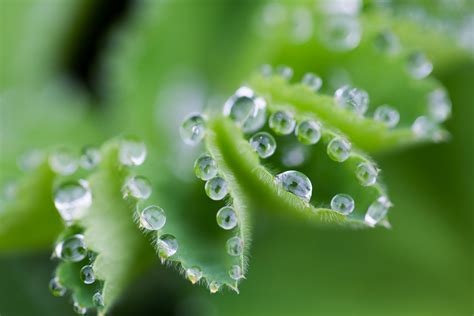 How To Photograph Plants Nature Ttl