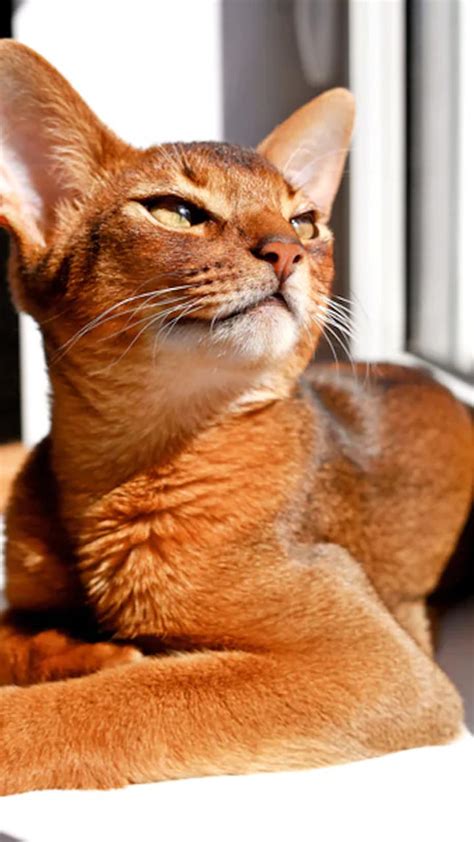 10 Cat Breeds That Act Like Dogs