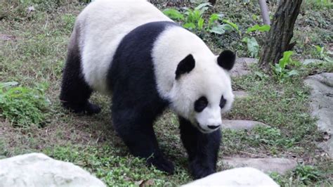 Giant Pandas Nature Reserve Panda Bear Giants Panda Pandas