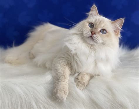 Ragdoll Cats Ragdoll Kittens For Sale O Canada Ragdolls Cinnamon