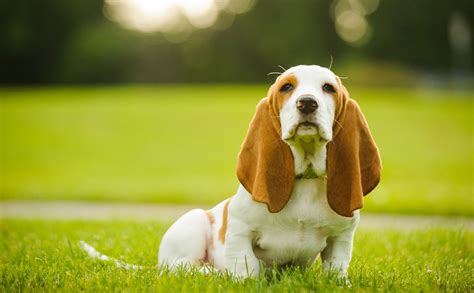 Породы собак с длинными и висячими ушами фото и описания