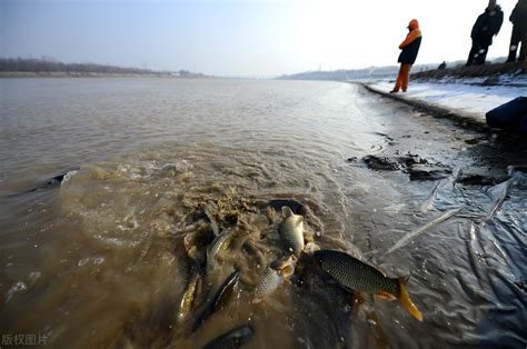 German Mirror Carp Invaded The Yellow River And Hybridized With