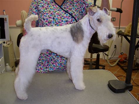 69 Best Of Wire Fox Terrier Haircut Haircut Trends