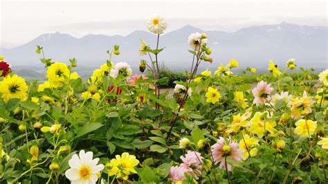 Hd wallpapers for pc (49 wallpapers). Dahlias Flowers Horizon Mountains Sky HD PC Wallpaper | HD ...