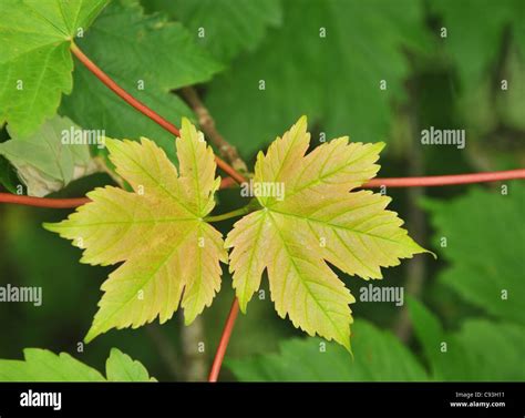 Young Sycamore New Growth Sycamore Hi Res Stock Photography And Images