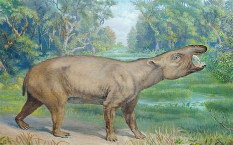 South American Fossil Mammals Darin A Croft Phd