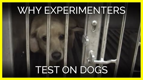 Heartbreaking Reasons Why Experimenters Test On Dogs Youtube