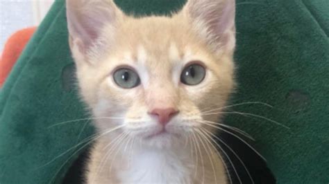 Six Month Old Oakland County Kitten Euthanized After Becoming Infected