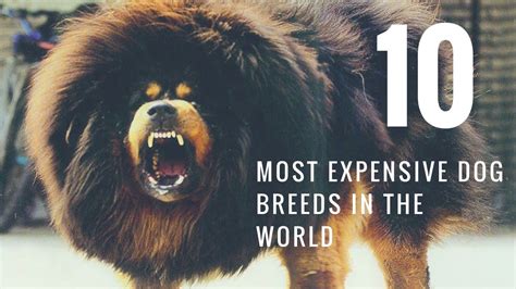 Top 10 Most Expensive Dog Breeds In The World 2017 Youtube
