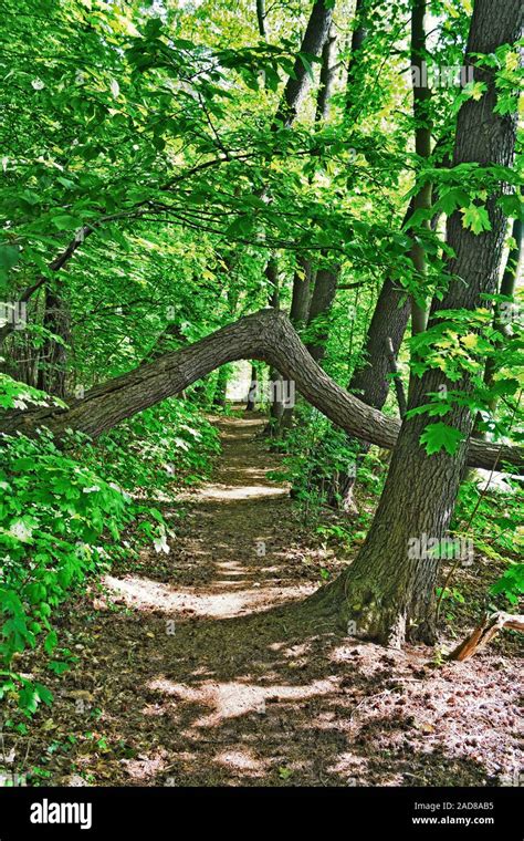 Forest Trail In Spring Stock Photo Alamy