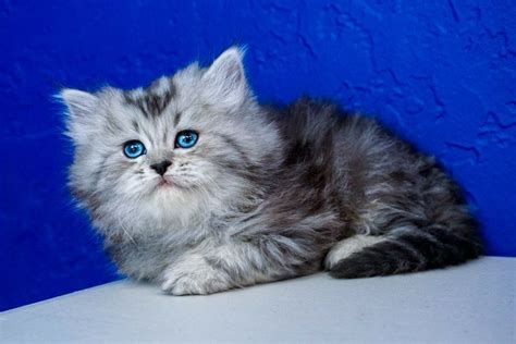 Kittens for sale and adoption directly from the breeder or cattery. Ragdoll Kittens for Sale Near Me | Buy Ragdoll Kitten ...