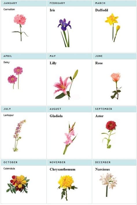 Birth flowers for each month list. Birth flower tattoos, Birth flowers, Birth month flowers