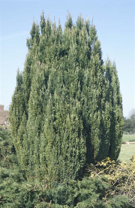 Chamaecyparis Lawsoniana Ellwoods Gold