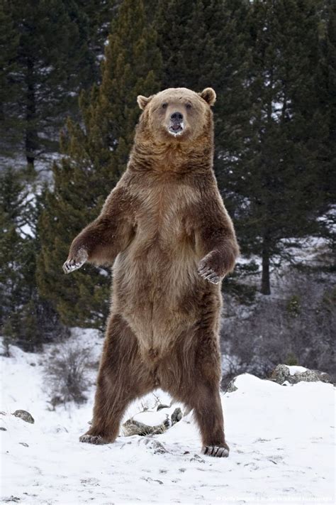 Grizzly Bear Animals Pinterest Bears Animal And Wildlife