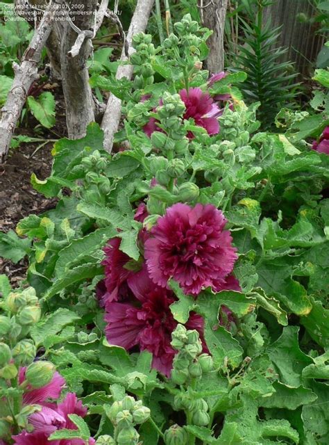 Hollyhocks will live for several years and reward you with lots of flower if you look after them correctly. PlantFiles Pictures: Alcea, Double Hollyhock, Garden ...
