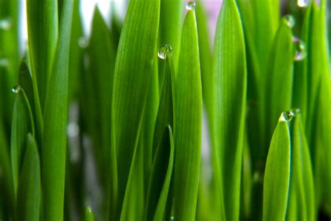 Free Dew Drops On Grass 5 Stock Photo