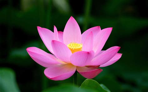 Download A Beautiful Lotus Flower In The Middle Of A Lake