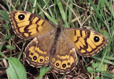 State Of The Uks Butterflies 2015 Report Shows Decline Of Our Native