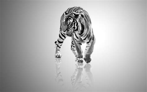 Search free hd wallpapers on zedge and personalize your phone to suit you. White Full Wallpaper Hd | 2020 Live Wallpaper HD