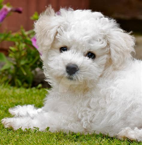 Bichon Frise Puppy By Cuzza28 On Deviantart