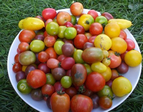 Mixed Heirloom Cherry Tomatoes Urbantomato