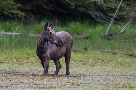 Up North In New Hampshires Moose Alley