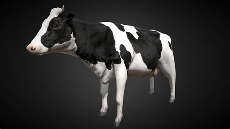 cow buy royalty free 3d model by bluemesh vaptor [7220681] sketchfab store