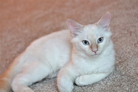 Flame Point Siamese Cat 2022 I 11 Things You Need To Know I