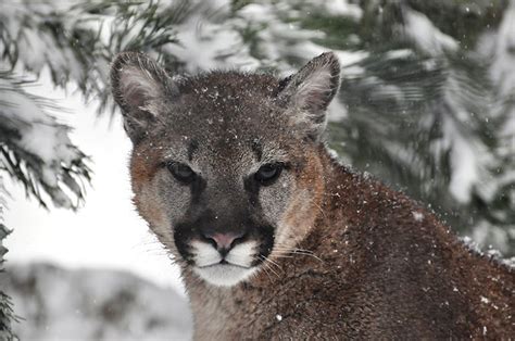39 Cougar Sightings In Tri Cities In A Month Tri City News