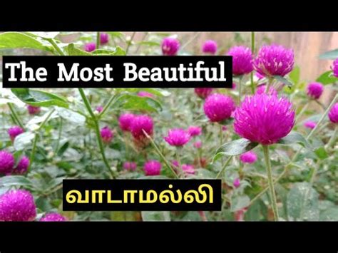 Bachelor buttons are readily started from seed sown directly into the. வாடாமல்லி | Bachelor's button | How to Grow | Uses - YouTube