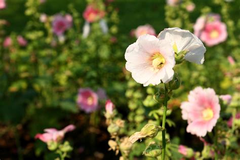 Selbst einmalblühende rosen (kletterrosen) benötigen diesen. Stockrosen » Wann ist Blütezeit?