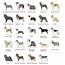 ZACK WAHTHYE G Herding Group  Dog Breeds List Akc