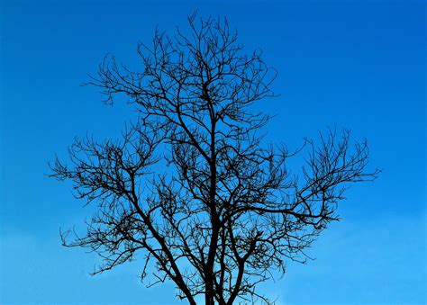 Tree Without Leaves · Free Photo On Pixabay