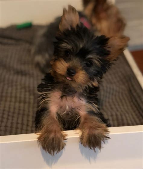 Four feedings a day are usually adequate to meet nutritional demands. How Much Food Should A Yorkie Poo Puppy Eat - Puppy And Pets