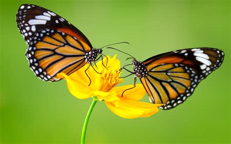Insect Monarch Butterflys On Yellow Flower 4k Ultra Hd