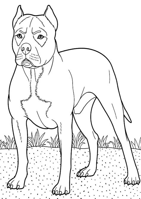 Boxers - Free Coloring Pages