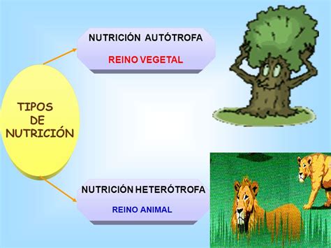 La Nutricion Autotrofa Y Heterotrofa Amoci