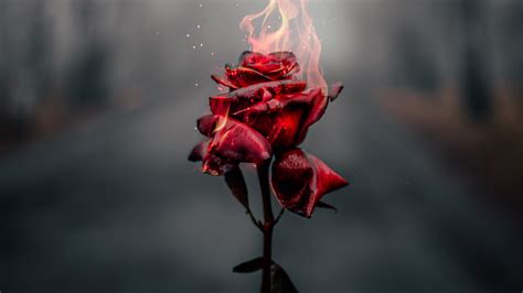 We have 53+ background pictures for you! Burning Rose 4k, HD Photography, 4k Wallpapers, Images ...