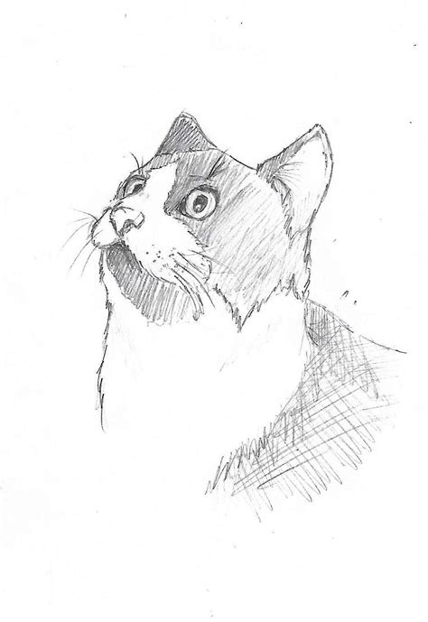 Boceto Gato Dibujo Bosquejo De Gato Bocetos Dibujos