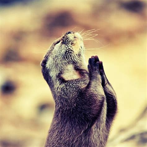Praying Squirrel Flickr Photo Sharing