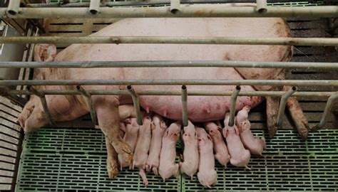 Das bundeskanzleramt in berlin d. Kastenstände: Kein Herz für Schweine • Albert Schweitzer ...