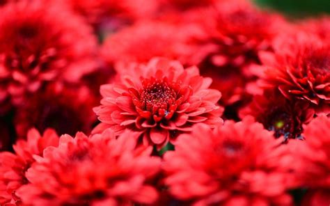 This hd wallpaper was upload at january 30, 2018 upload by roxanne j. Red Flower Wallpapers - Wallpaper Cave