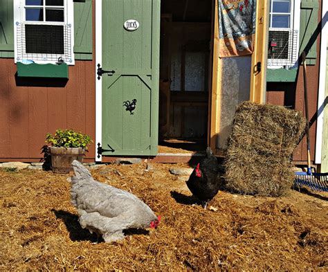 easy way to extend the life of your chicken coop bedding fresh eggs daily®