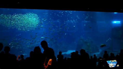 Sea Aquarium Resort World Youtube