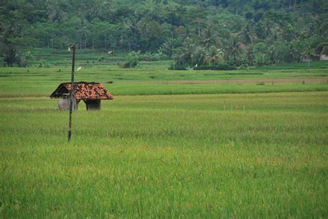 Gubuk berumur 200 tahun yang unik. 30+ Ide Keren Gambar Rumah Gubuk Di Sawah - AsiaBateav