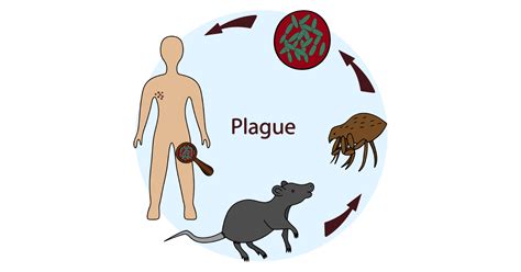 Plague: Types, Symptoms, Causes, Prevention and Treatments