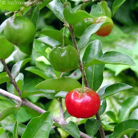 It is known for being extremely rich in vitamin c. Malpighia glabra, Barbados Cherry, Acerola, Malphigia ...