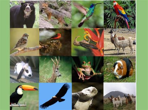 Puzzle De Flora Y Fauna De La Amazonia Ecuatoriana Rompecabezas De My