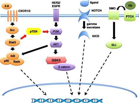 Molecular Pathways Regulating Breast Cancer Stem Cells Cscs Akt